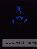 DSCF8225