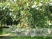 DSCF8355