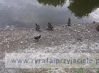 DSCF5704