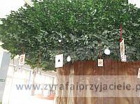 DSCF6908
