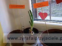 DSCF2536